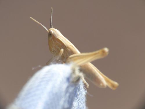 Euchorthippus sp.